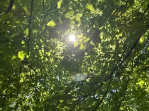 Ginkgo bladeren